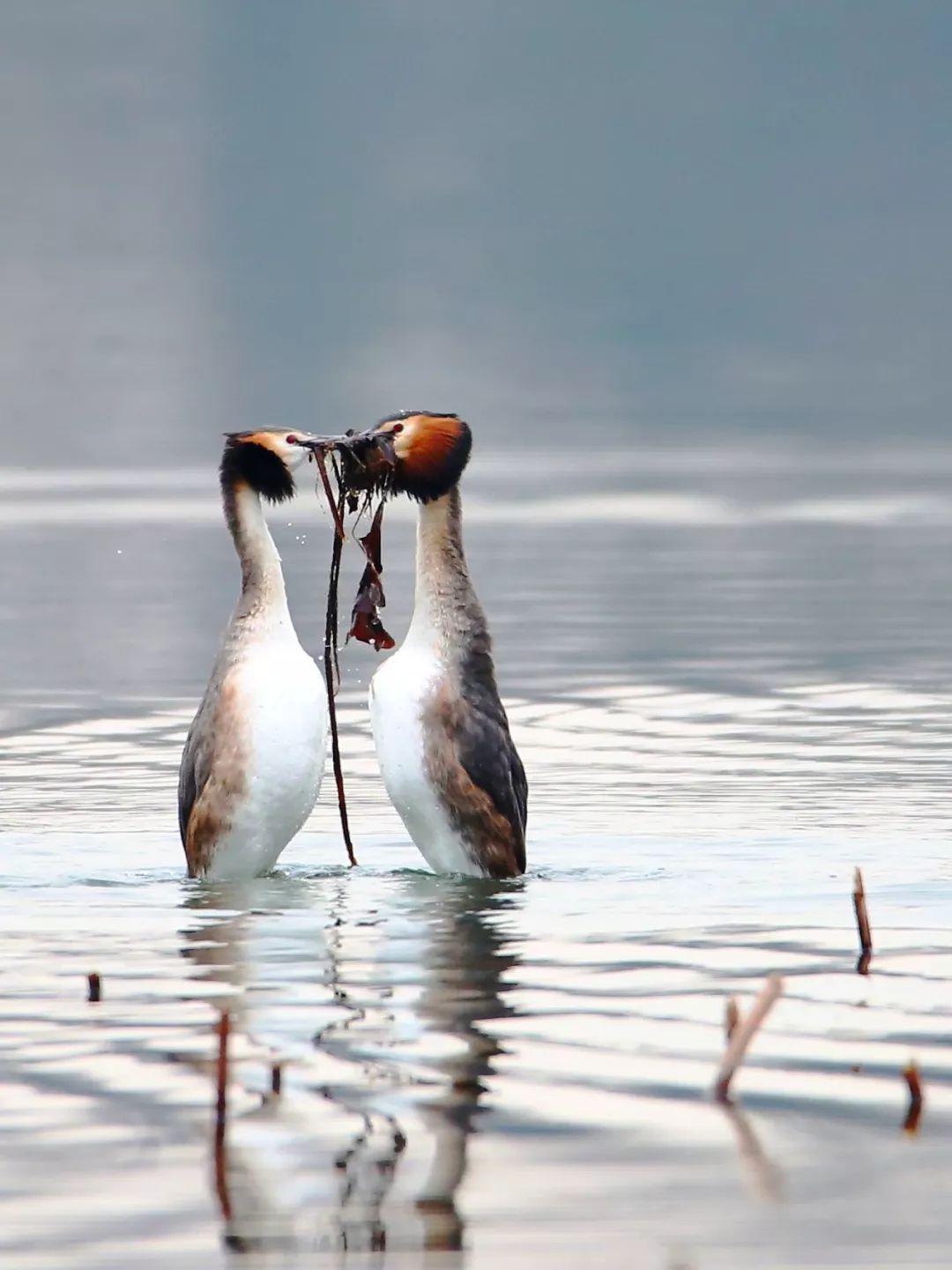 birdWatching