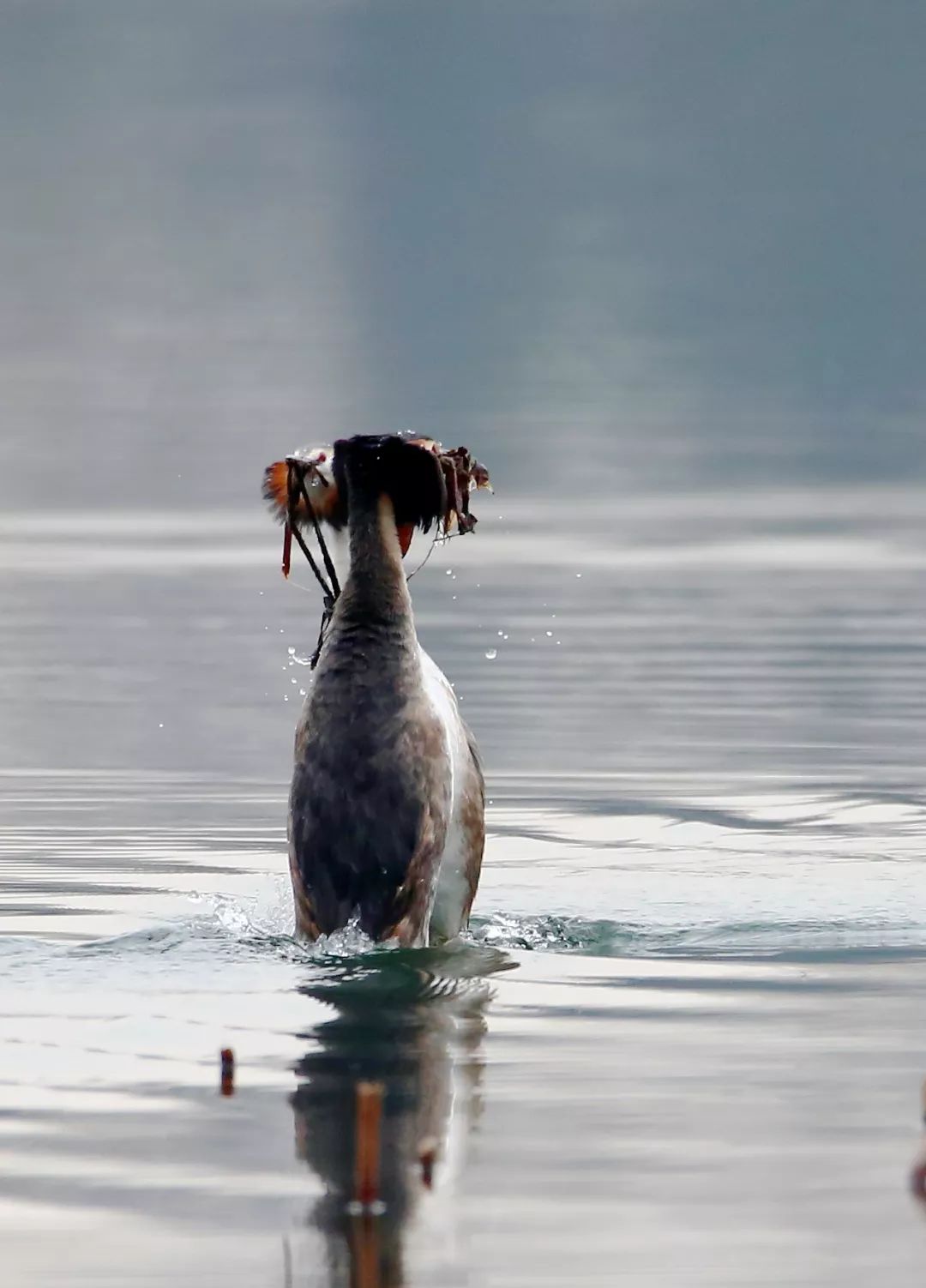 birdWatching