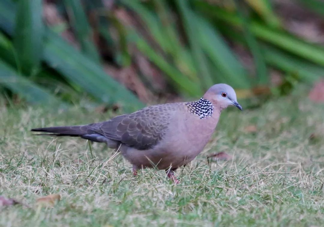 birdWatching