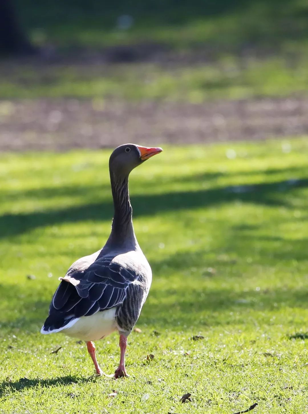 birdWatching