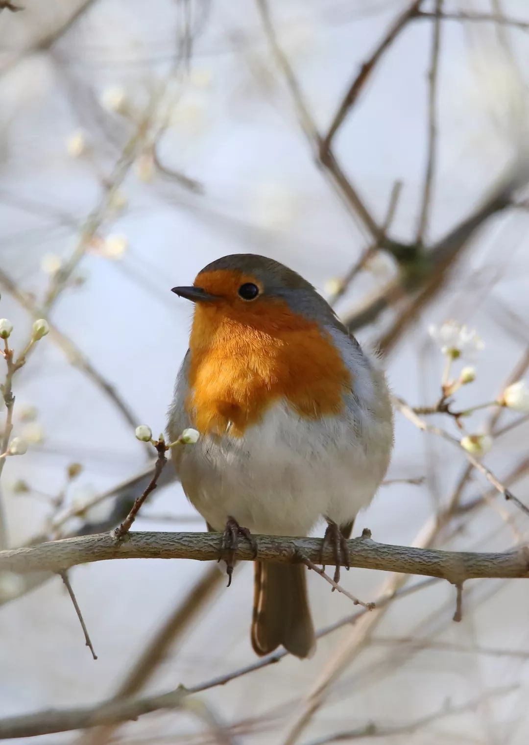 birdWatching