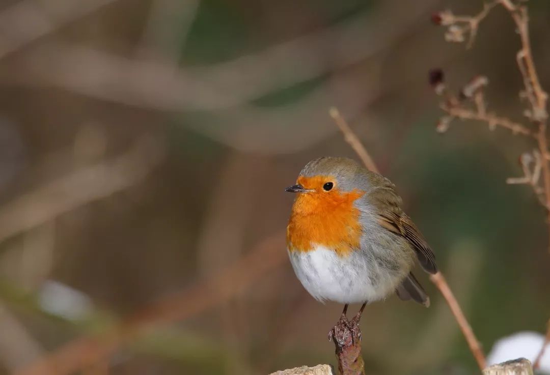 birdWatching