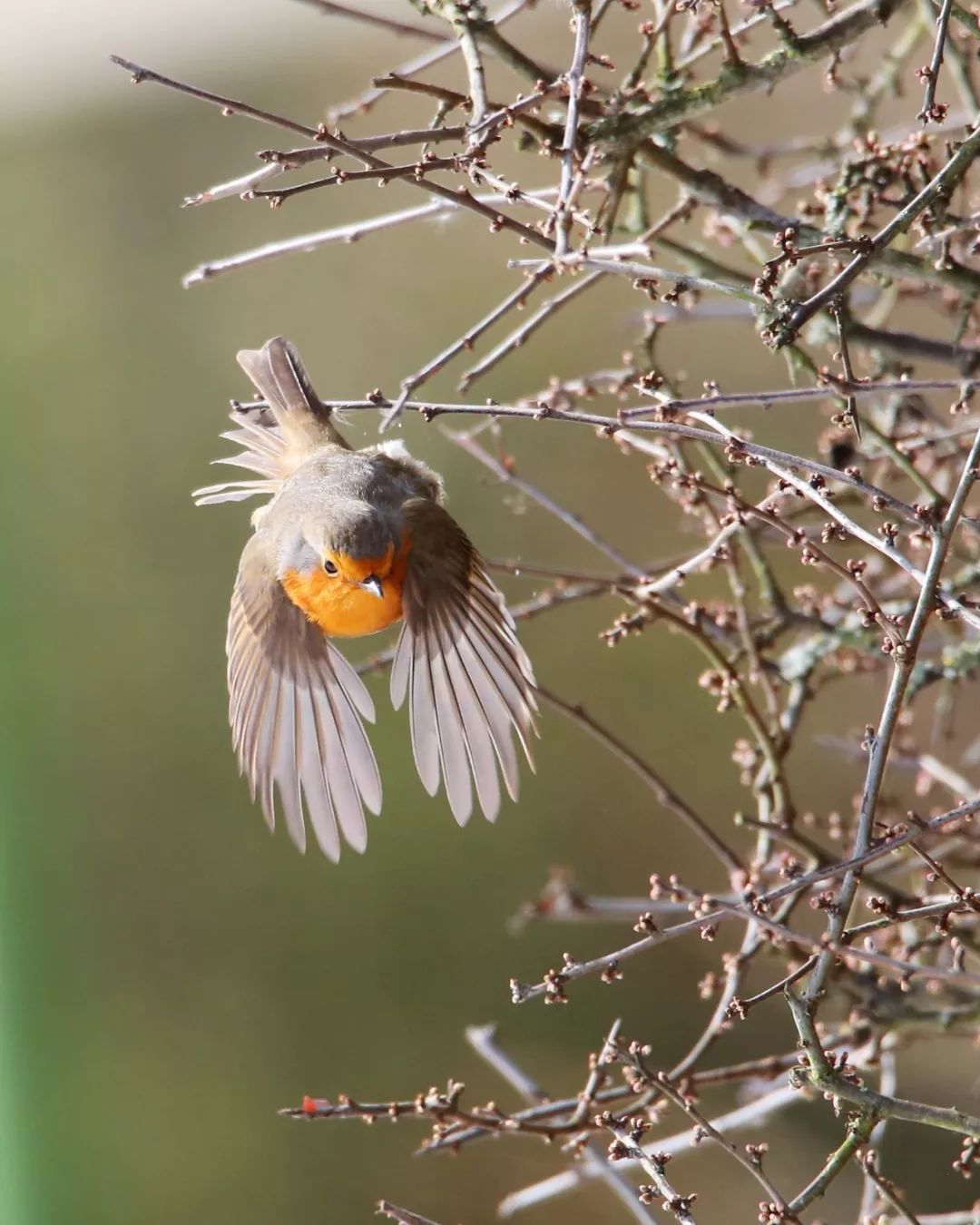 birdWatching