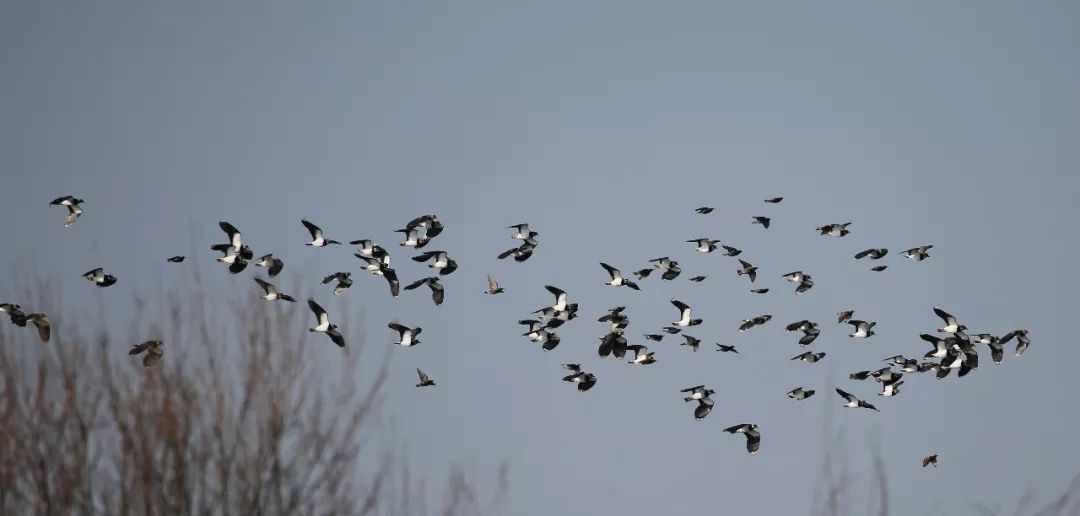 birdWatching