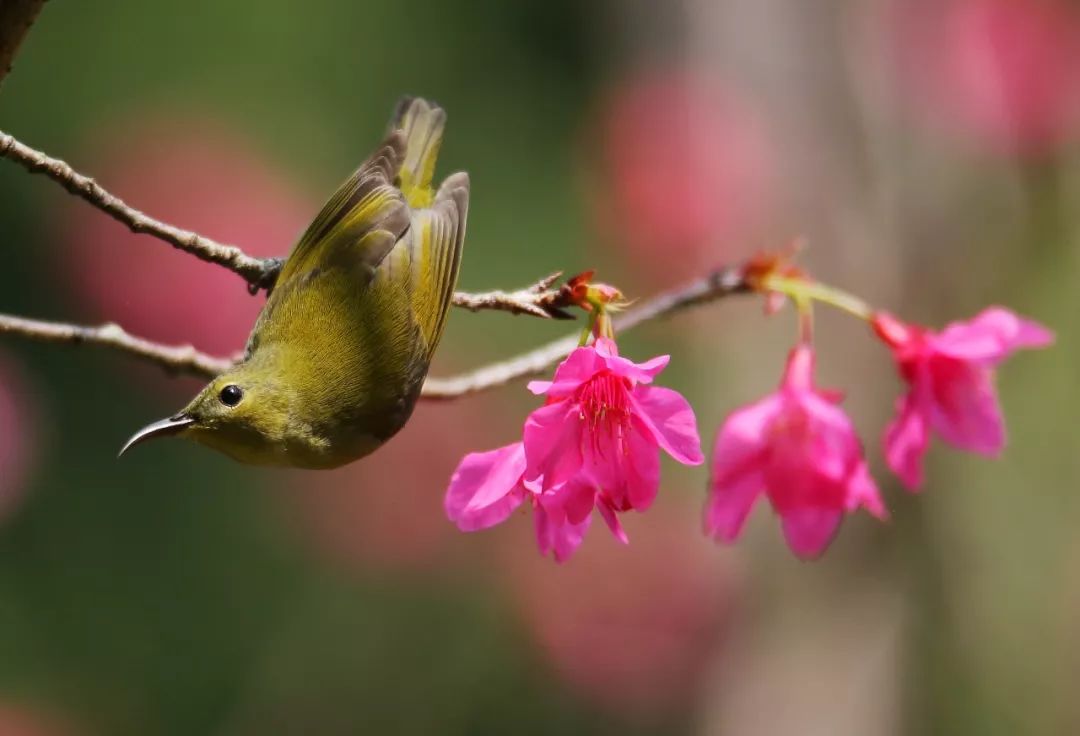 birdWatching