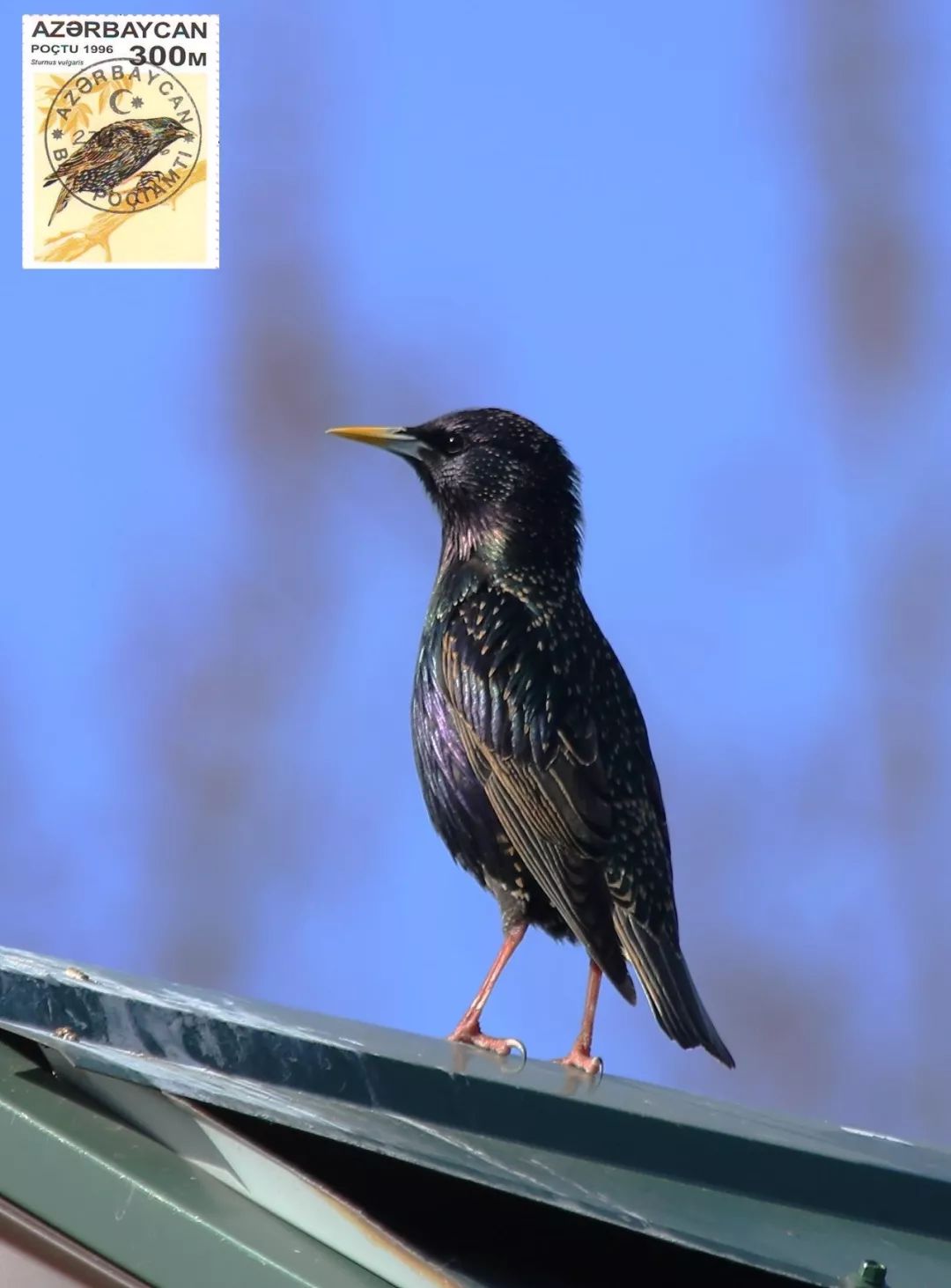birdWatching