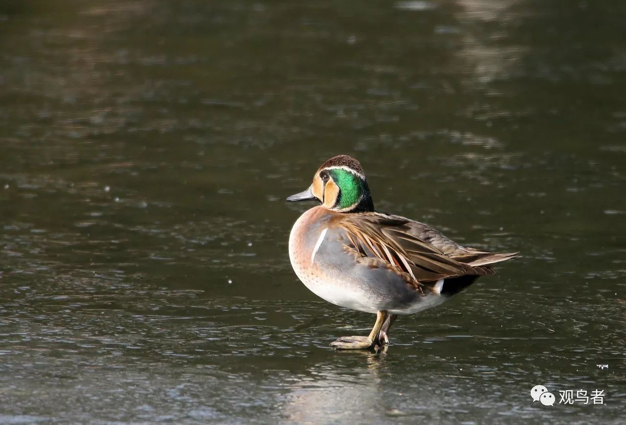 birdWatching