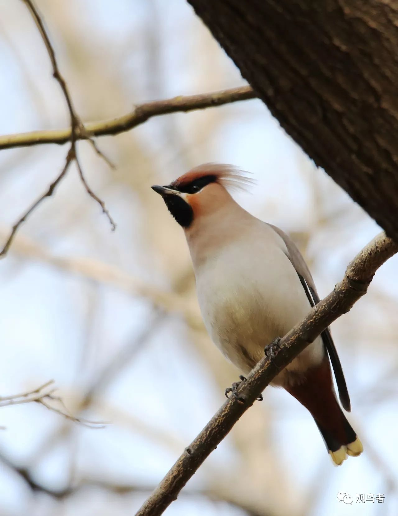 birdWatching
