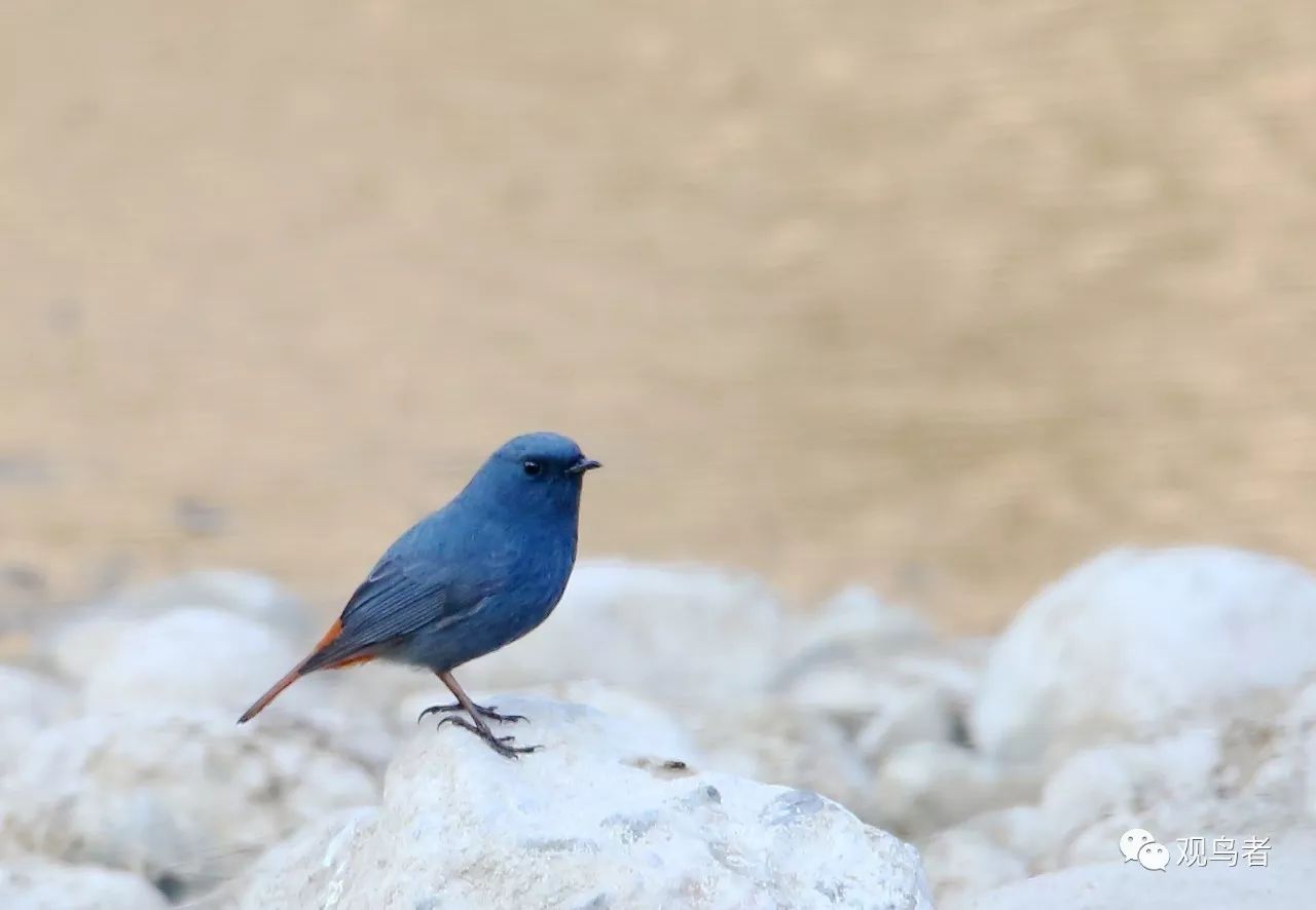 birdWatching