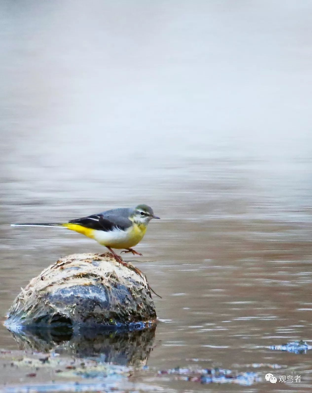 birdWatching