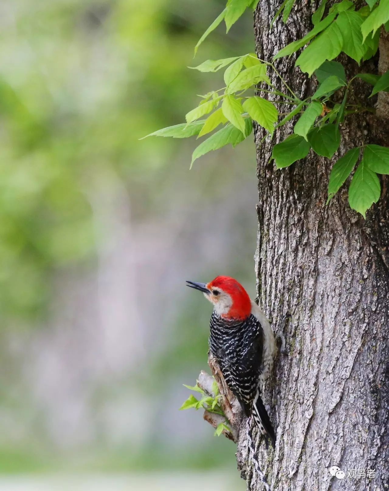 birdWatching