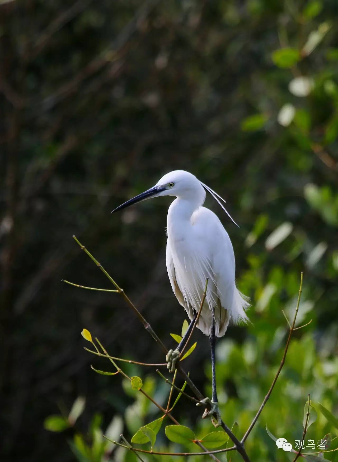 birdWatching