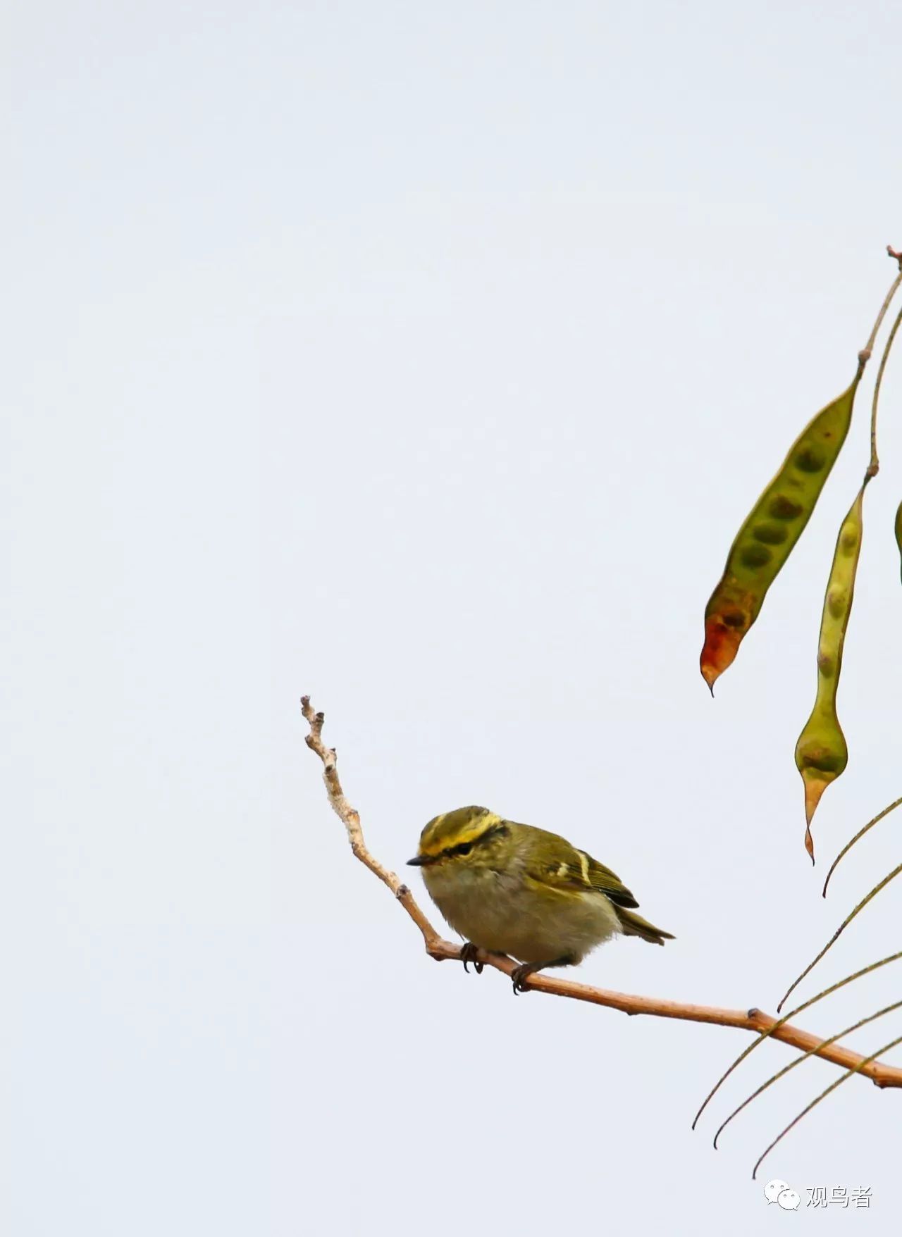 birdWatching