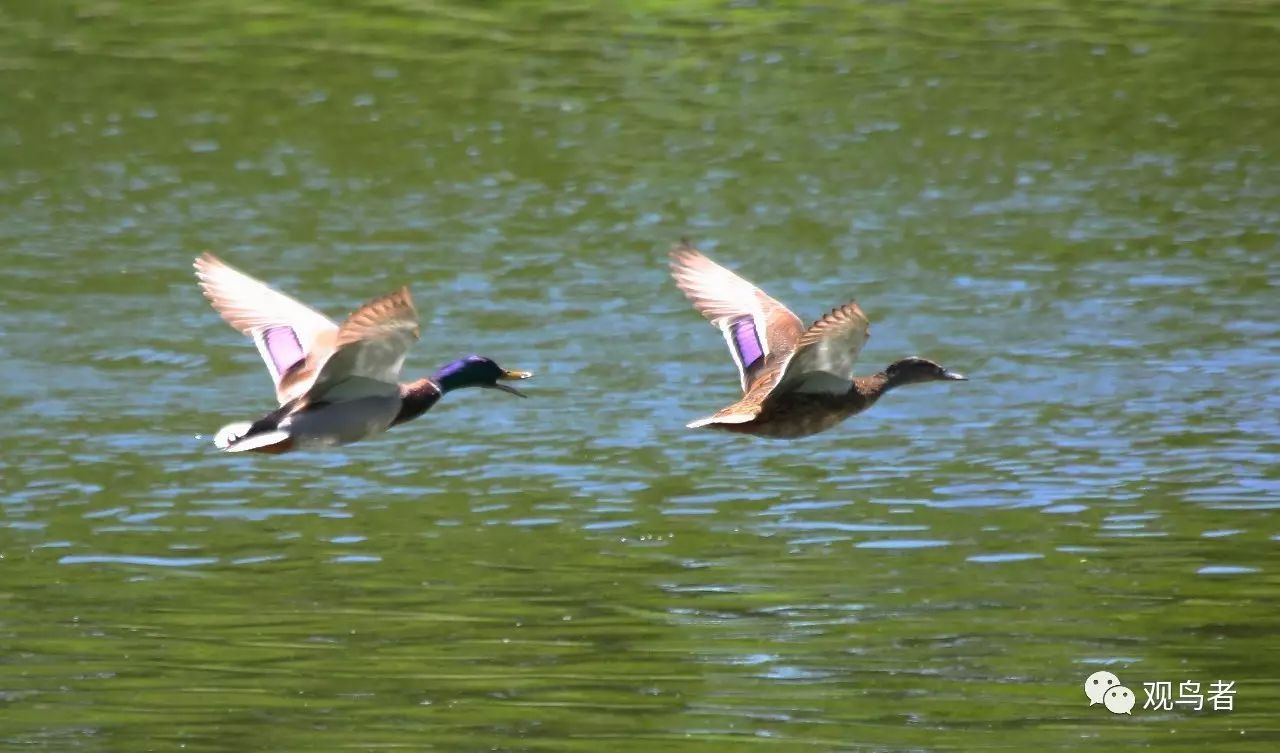 birdWatching
