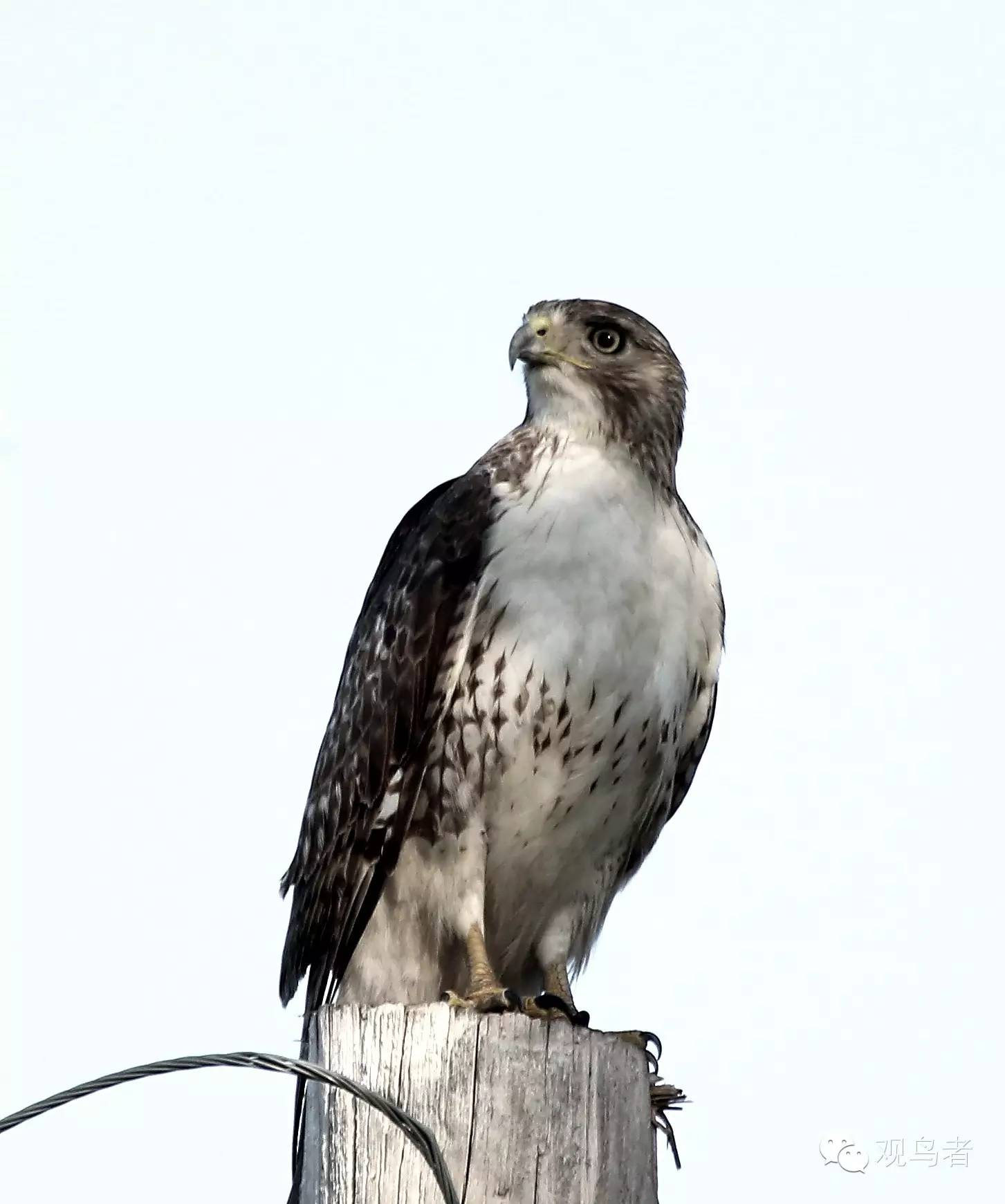 birdWatching