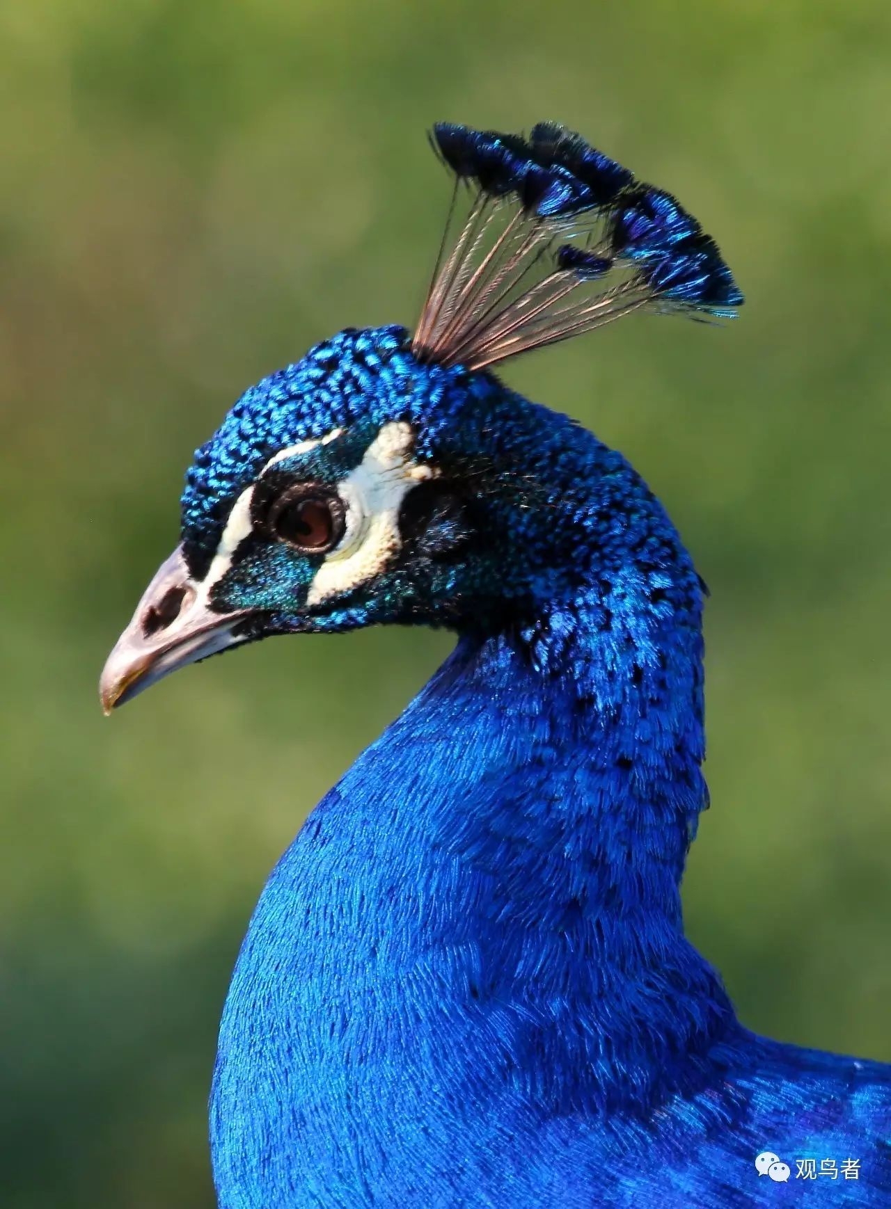 birdWatching