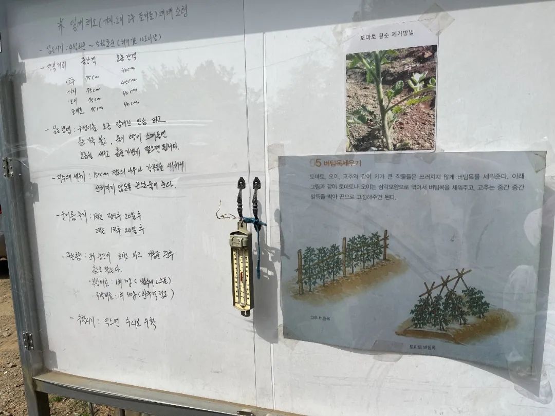我在首尔都市农园种菜:从田园饮食到田园戏剧,菜地是我们融入城市的方法 | 良食专栏 我在首尔都市农园种菜:从田园饮食到田园戏剧,菜地是我们融入城市的方法 | 良食专栏