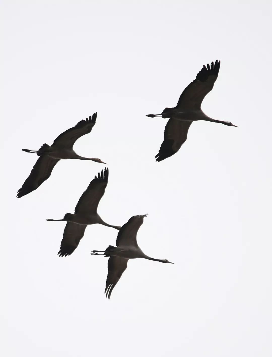 birdWatching