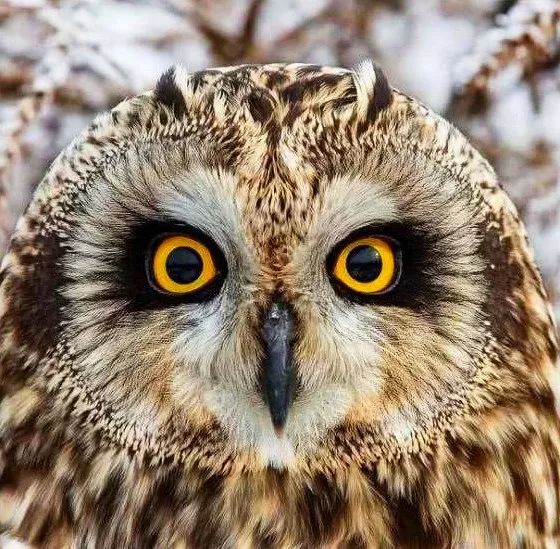 birdWatching
