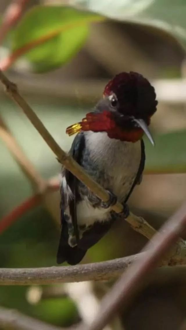 birdWatching