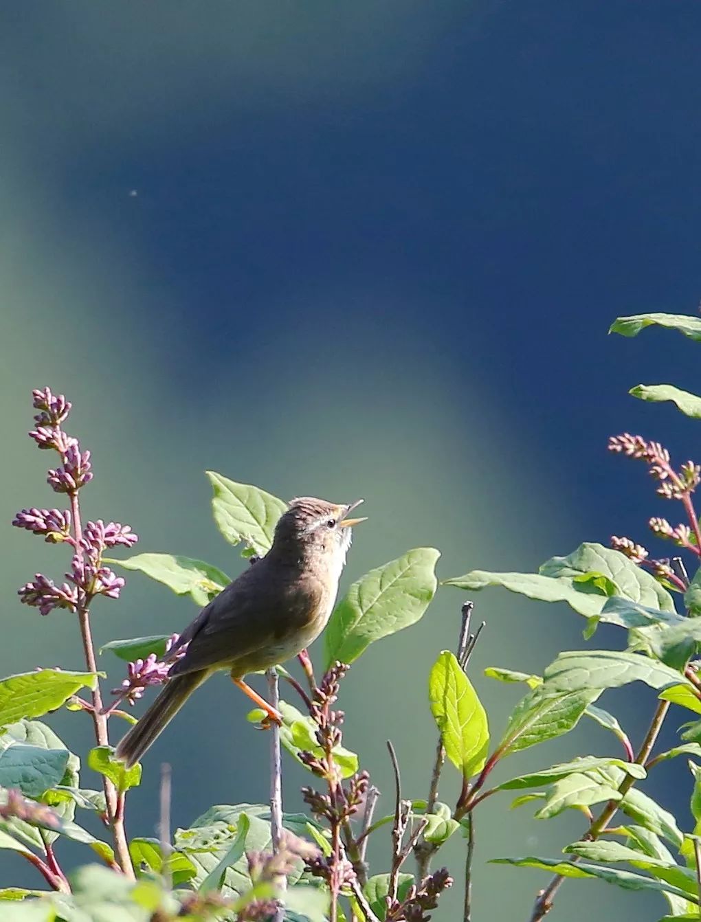 birdWatching