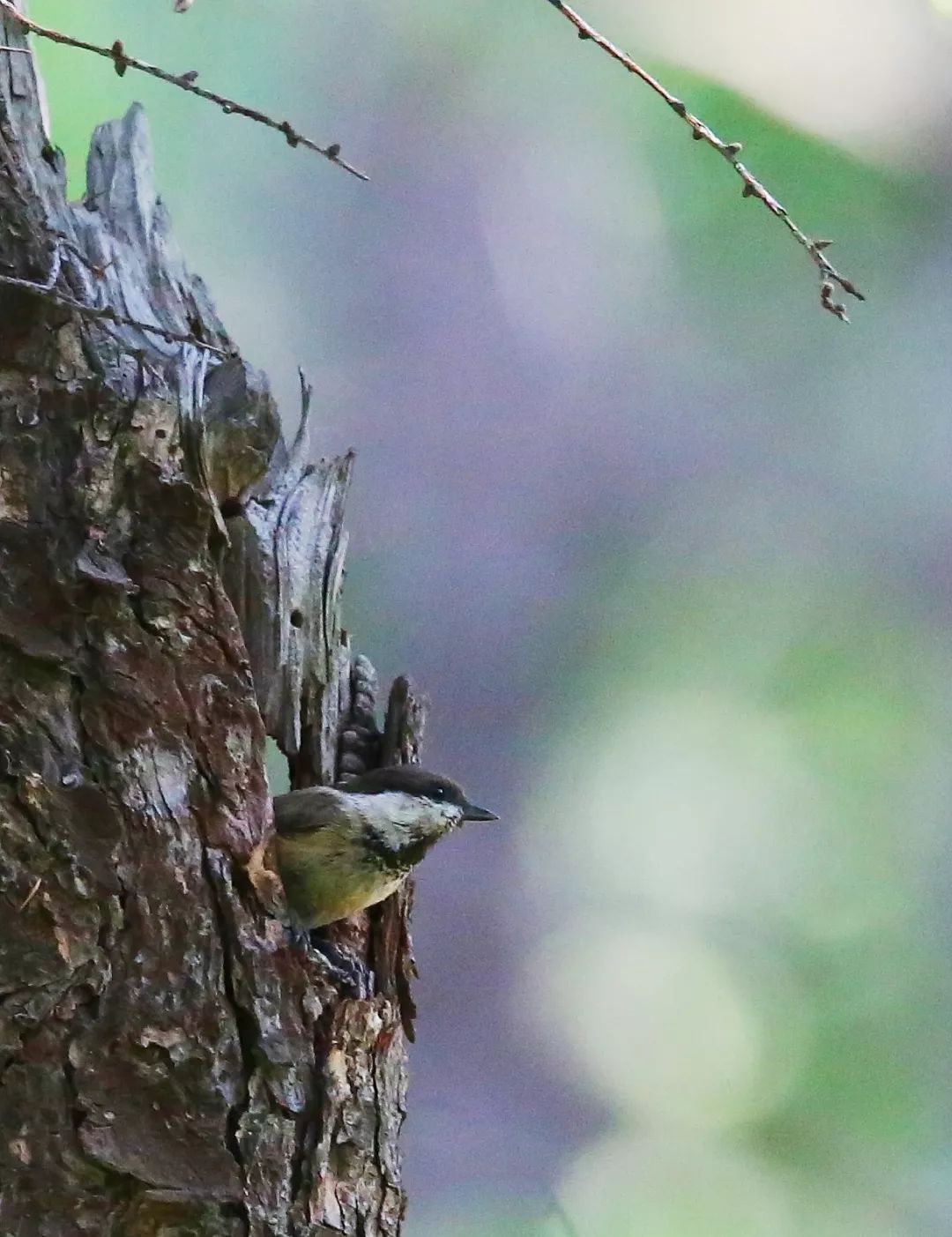 birdWatching