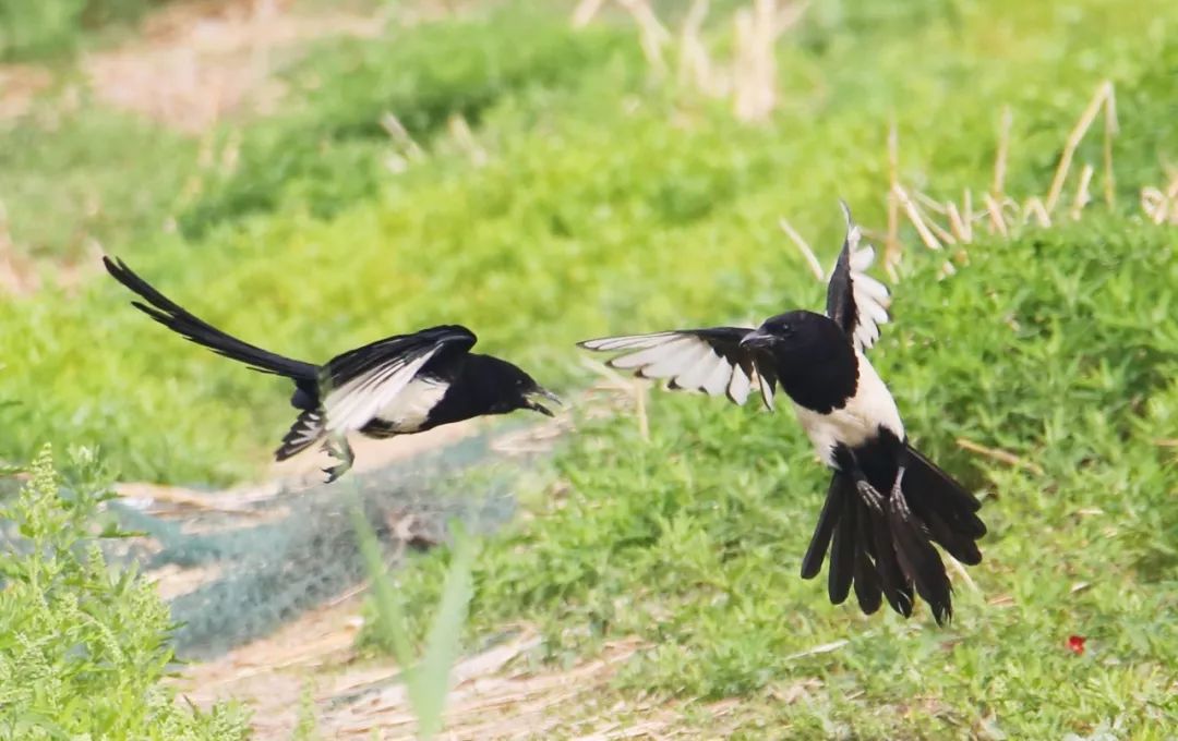 birdWatching