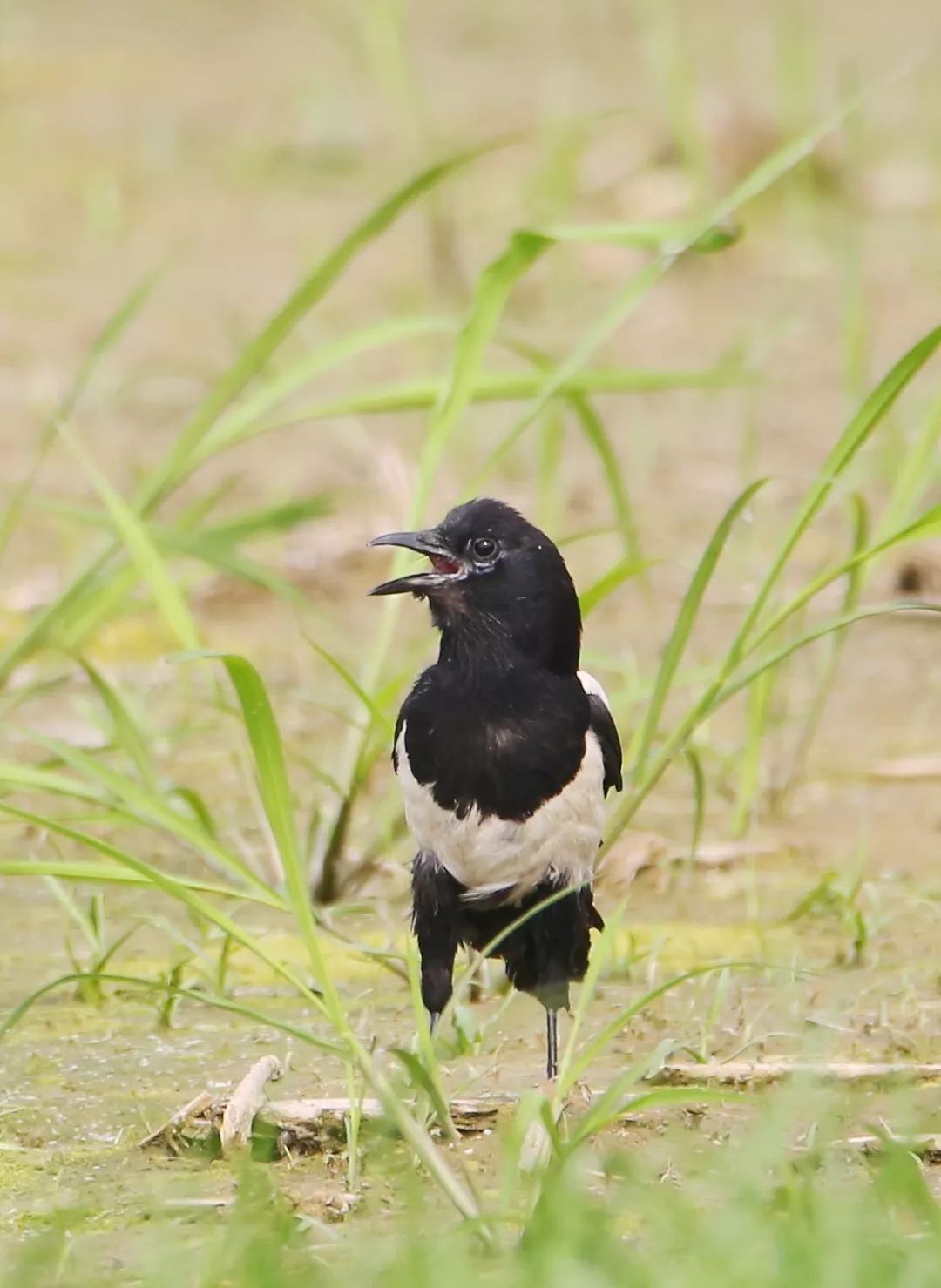 birdWatching