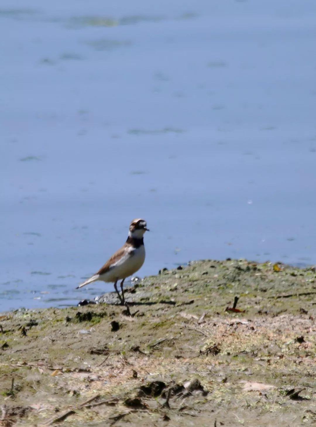 birdWatching