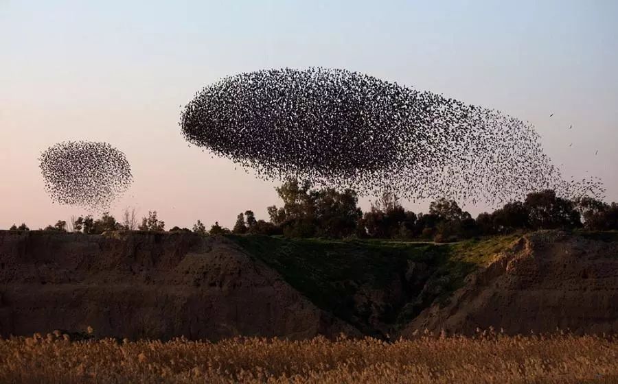 birdWatching