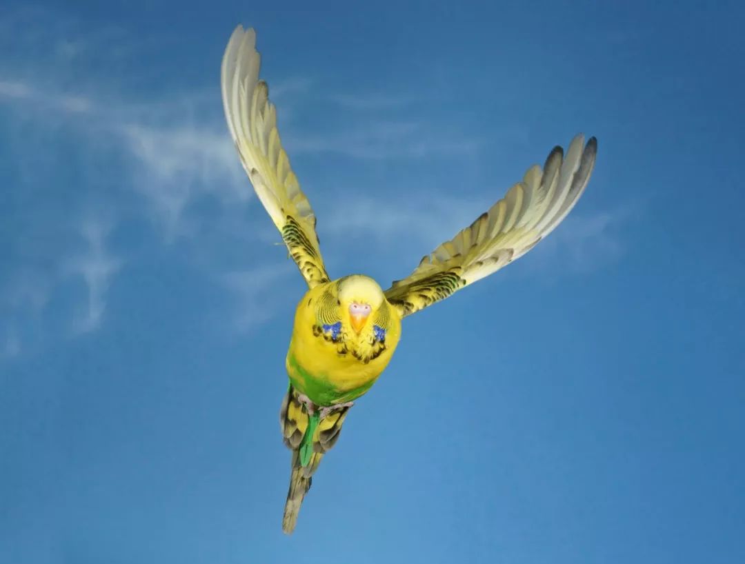 birdWatching