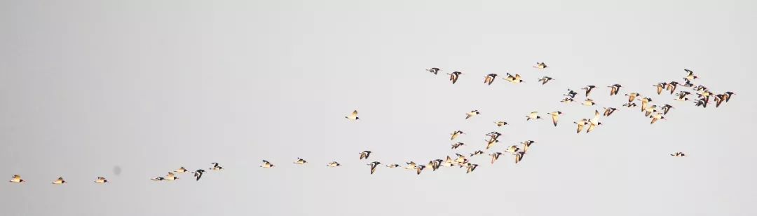 birdWatching