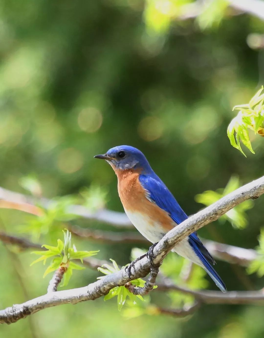 birdWatching