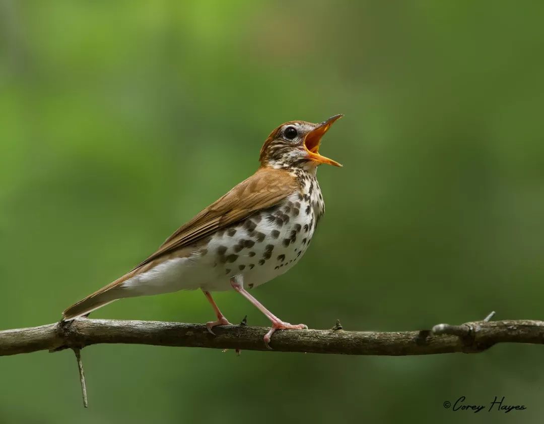 birdWatching
