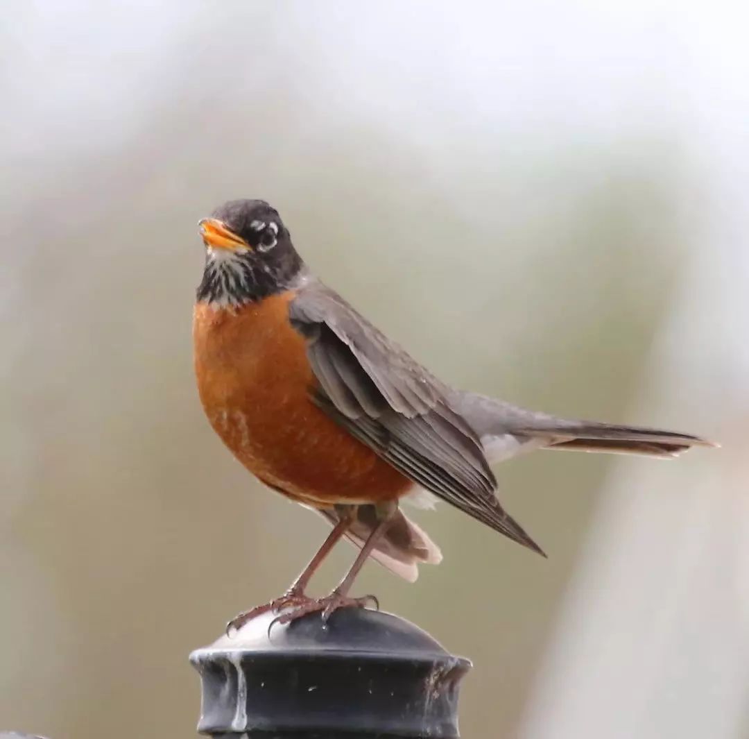 birdWatching