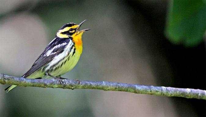 birdWatching