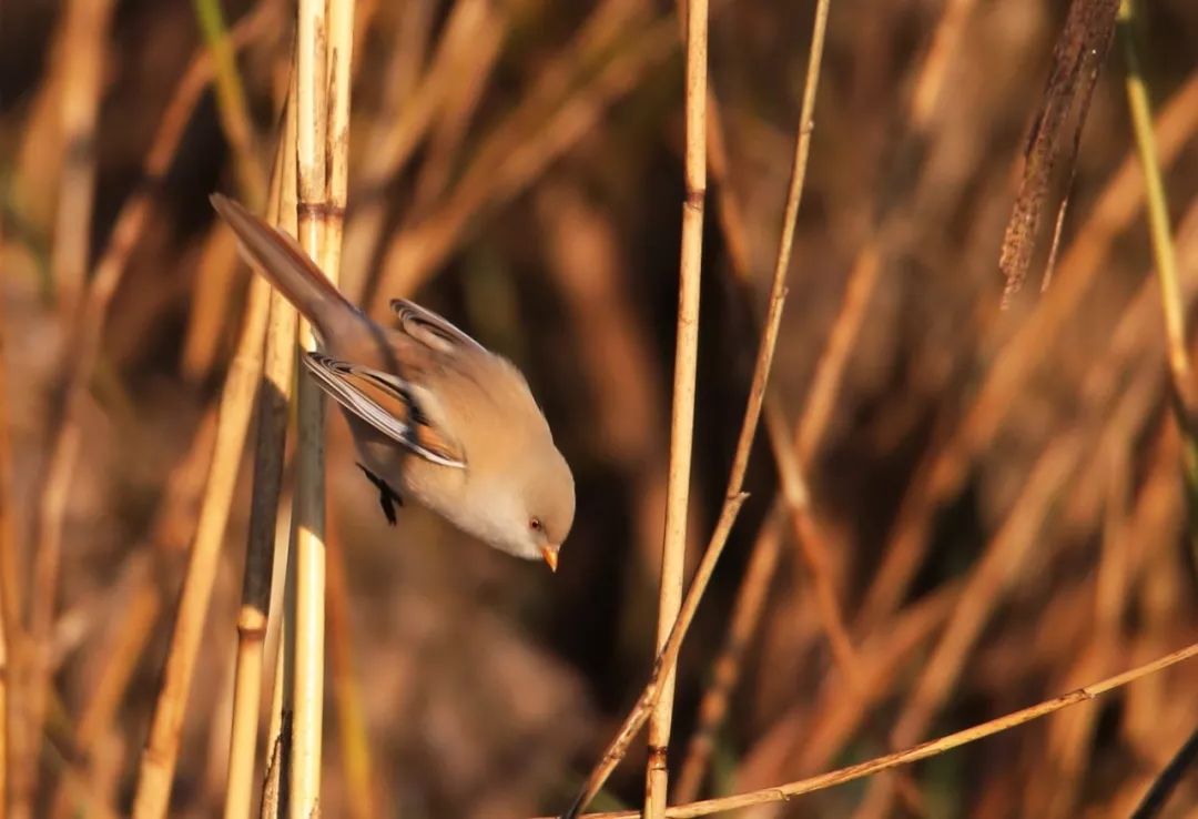 birdWatching