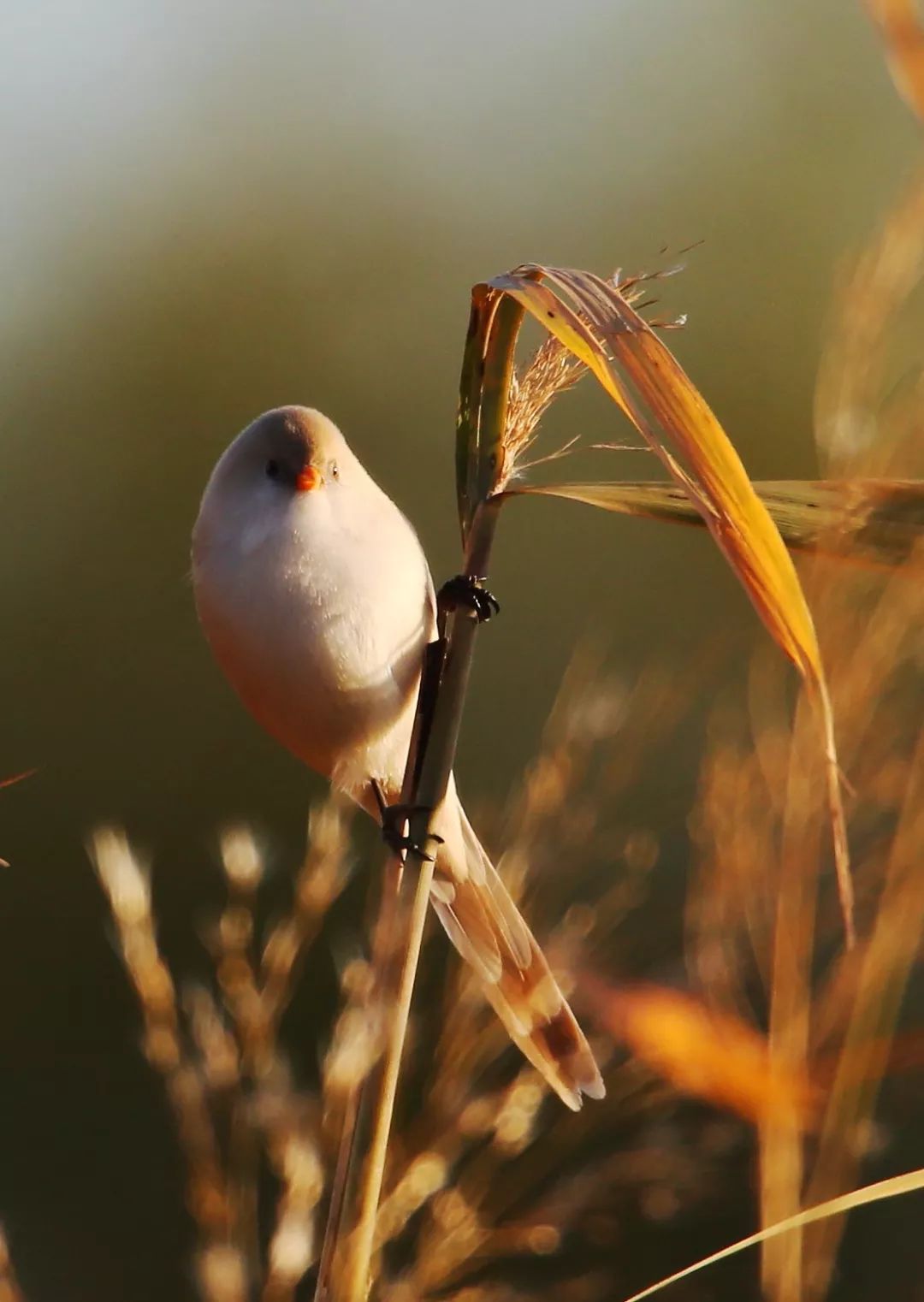 birdWatching