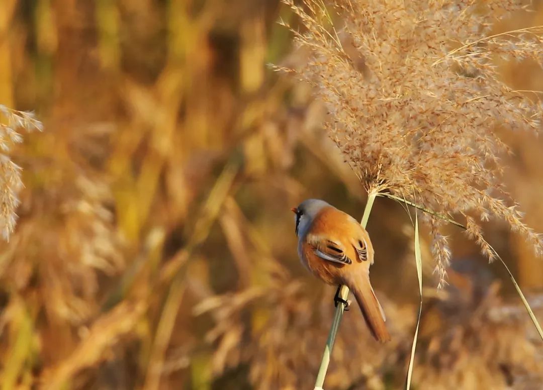 birdWatching