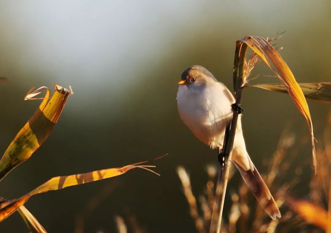 birdWatching