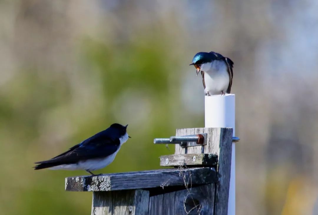 birdWatching