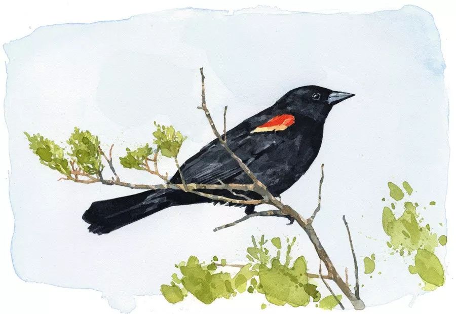 birdWatching