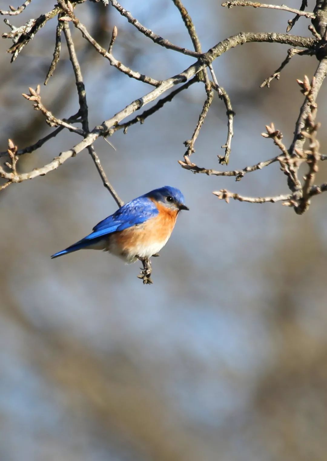 birdWatching