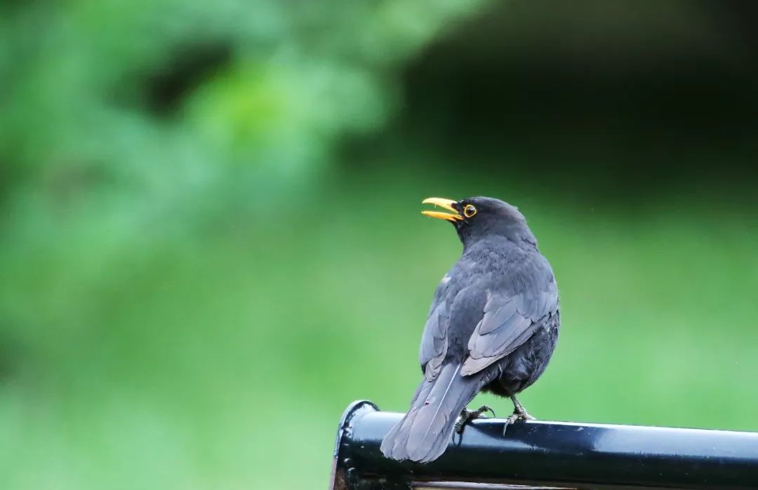 birdWatching