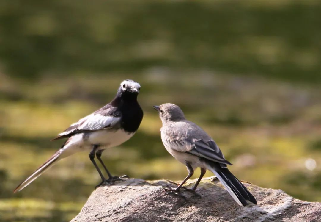 birdWatching