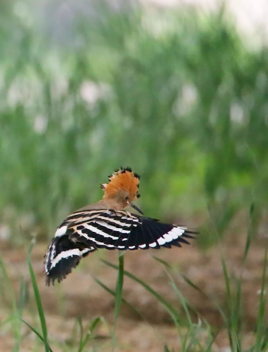 birdWatching