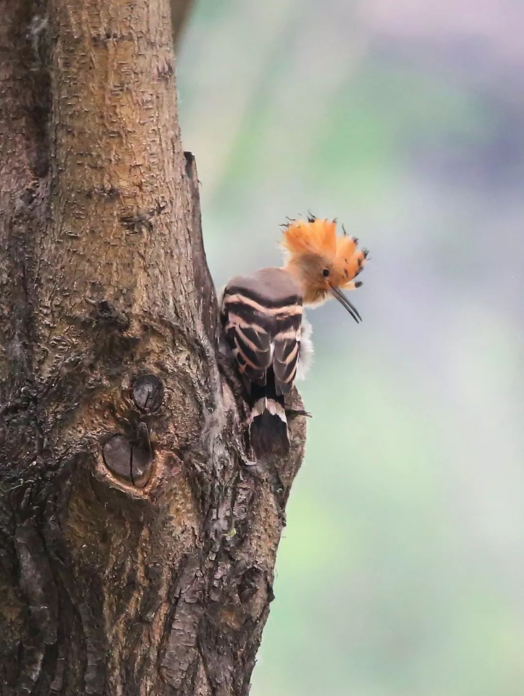 birdWatching
