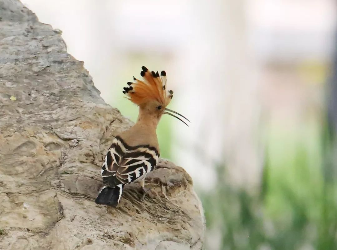 birdWatching