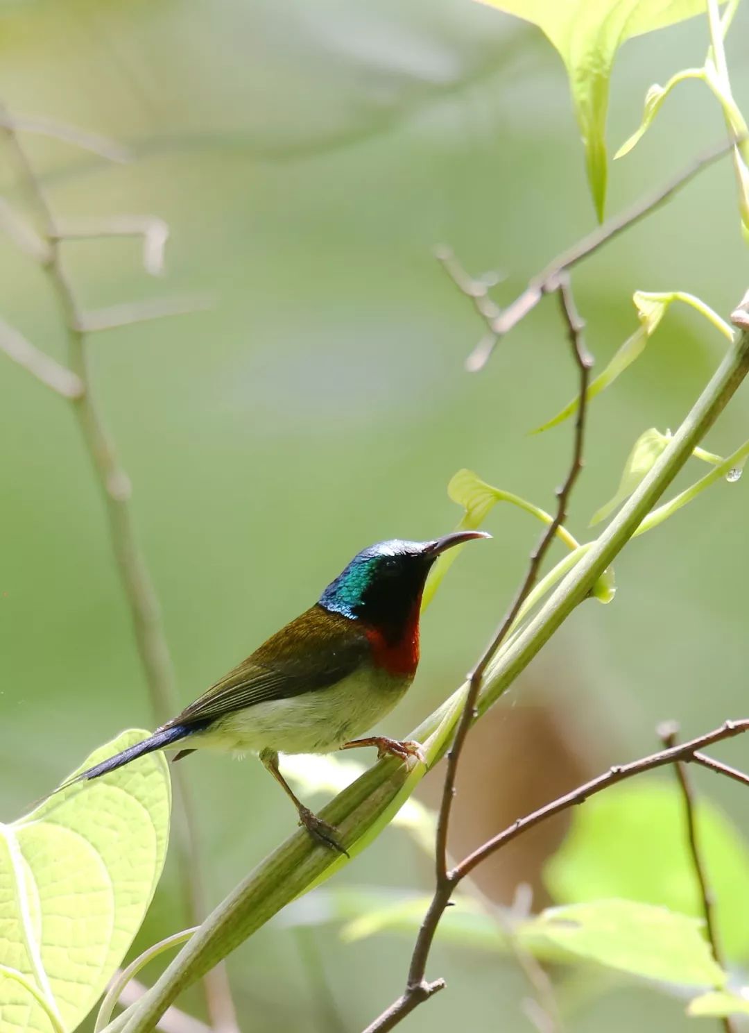 birdWatching