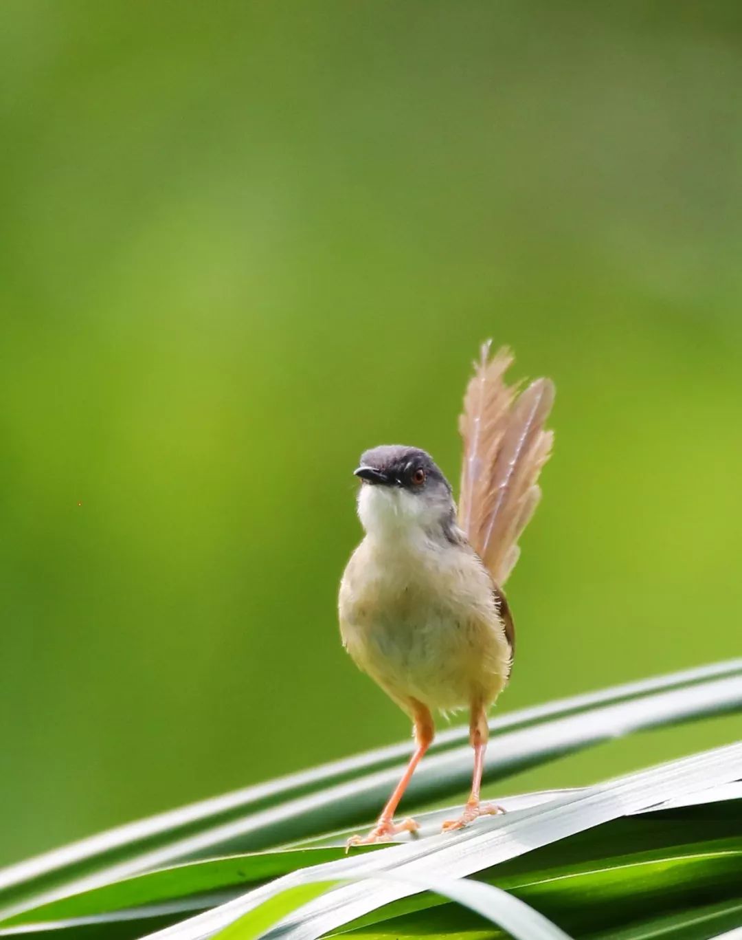 birdWatching